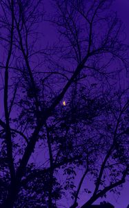 Preview wallpaper trees, the moon, night, sky, purple