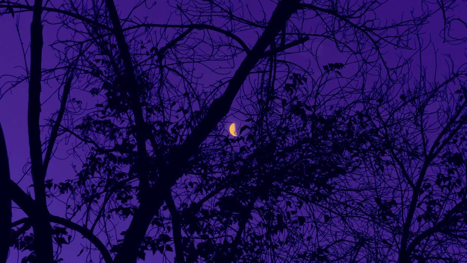 Download wallpaper 1920x1080 trees, the moon, night, sky, purple full