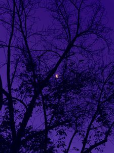 Preview wallpaper trees, the moon, night, sky, purple