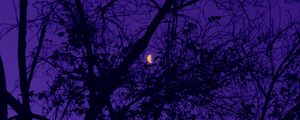 Preview wallpaper trees, the moon, night, sky, purple