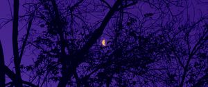 Preview wallpaper trees, the moon, night, sky, purple