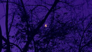 Preview wallpaper trees, the moon, night, sky, purple