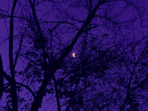 Preview wallpaper trees, the moon, night, sky, purple