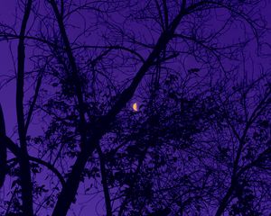 Preview wallpaper trees, the moon, night, sky, purple