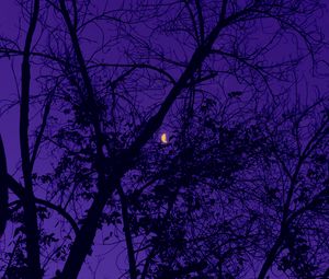 Preview wallpaper trees, the moon, night, sky, purple