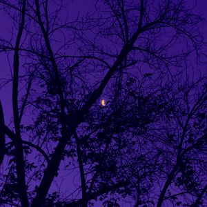 Preview wallpaper trees, the moon, night, sky, purple