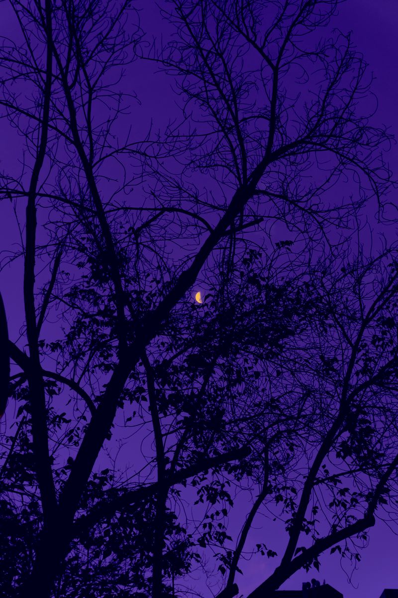 Trees Wallpaper 4K, Silhouette, Purple sky