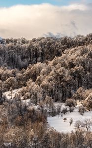 Preview wallpaper trees, top, snow