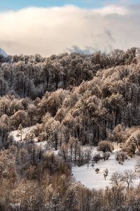 Preview wallpaper trees, top, snow