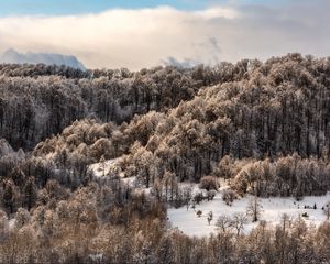 Preview wallpaper trees, top, snow