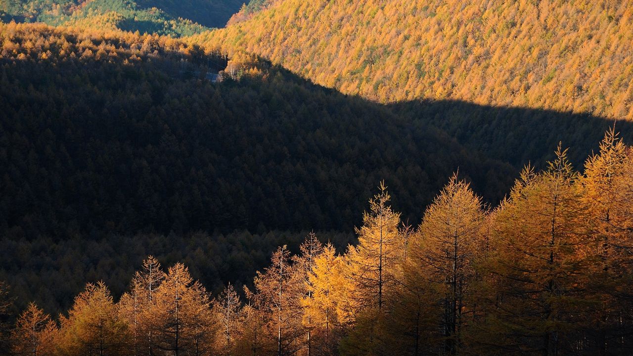 Wallpaper trees, top view, autumn