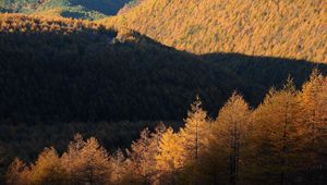 Preview wallpaper trees, top view, autumn