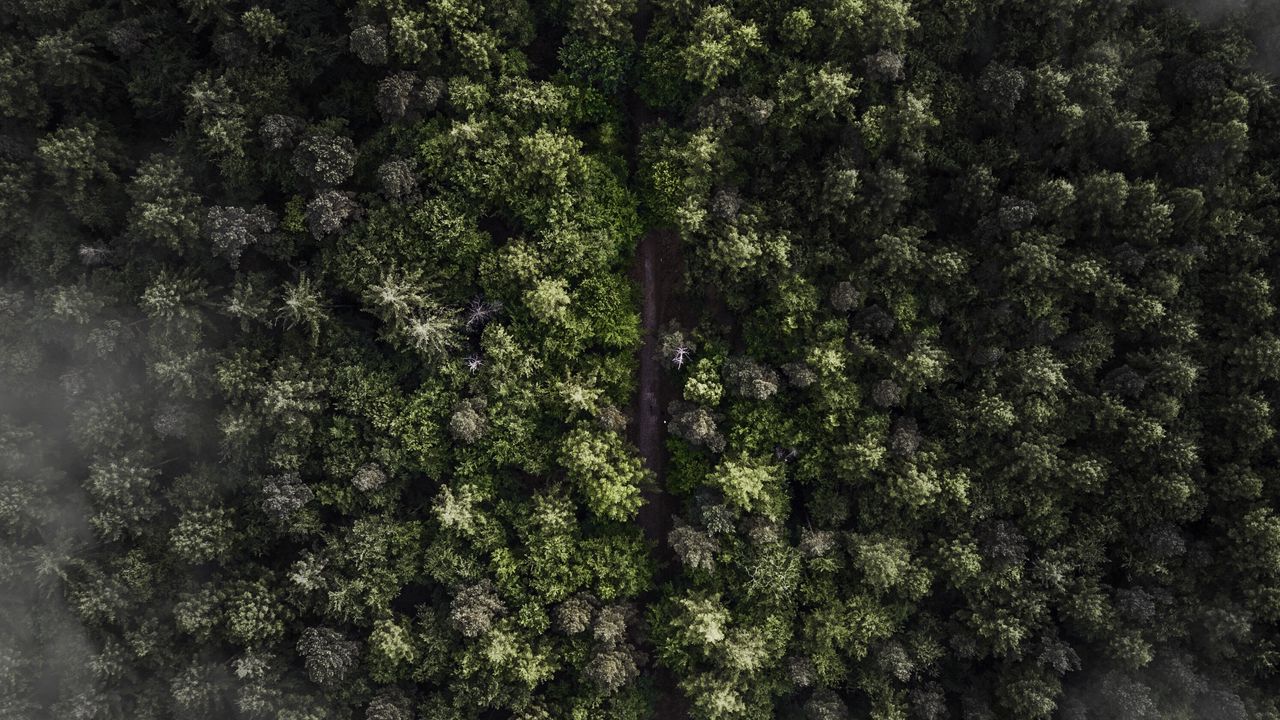 Wallpaper trees, top view, fog, forest