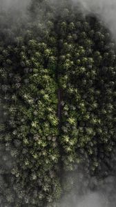 Preview wallpaper trees, top view, fog, forest