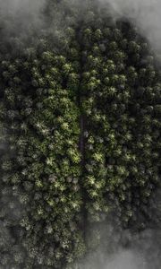 Preview wallpaper trees, top view, fog, forest