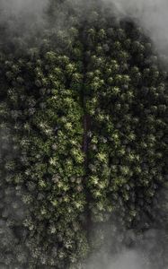 Preview wallpaper trees, top view, fog, forest