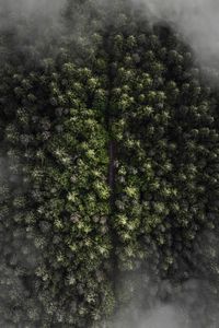 Preview wallpaper trees, top view, fog, forest