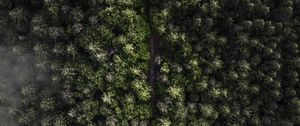Preview wallpaper trees, top view, fog, forest
