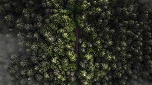 Preview wallpaper trees, top view, fog, forest