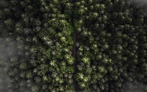 Preview wallpaper trees, top view, fog, forest