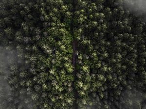 Preview wallpaper trees, top view, fog, forest