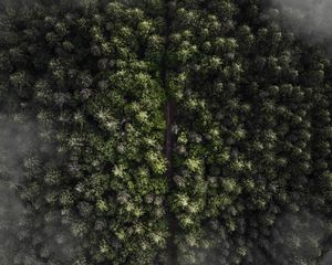 Preview wallpaper trees, top view, fog, forest