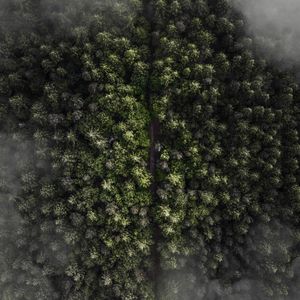 Preview wallpaper trees, top view, fog, forest