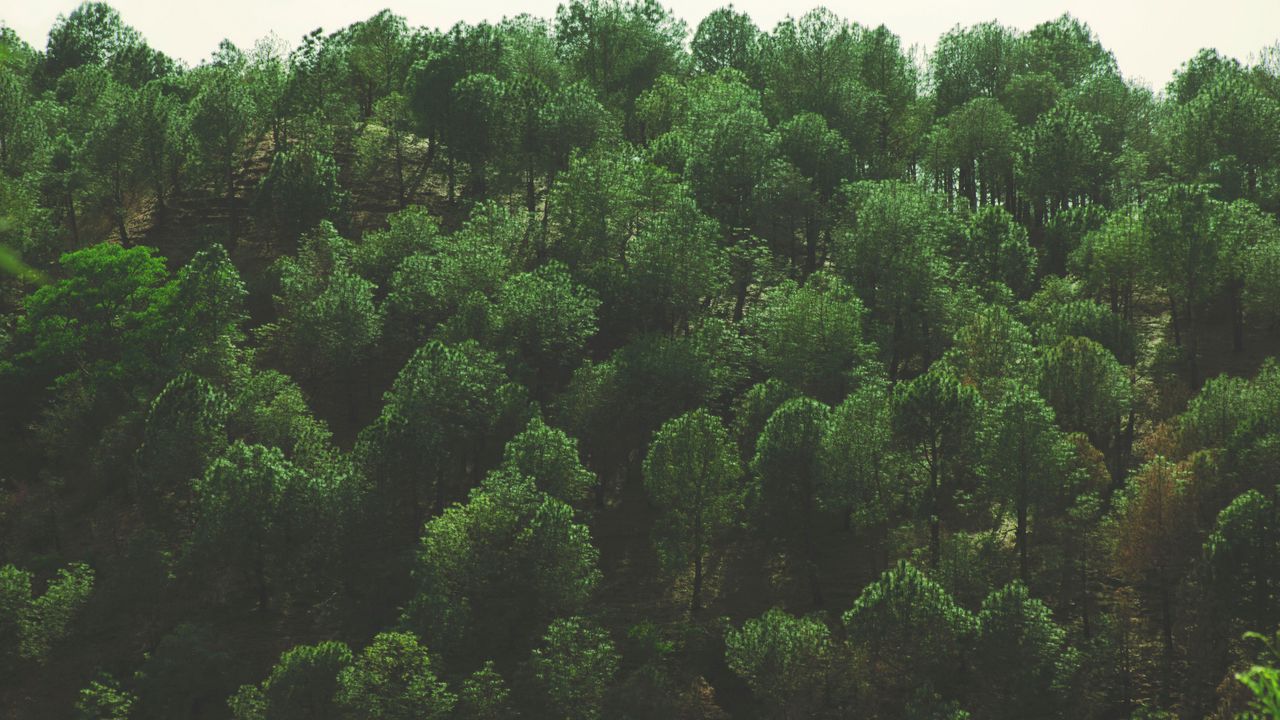 Wallpaper trees, top view, foliage