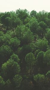 Preview wallpaper trees, top view, foliage