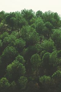 Preview wallpaper trees, top view, foliage