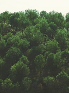 Preview wallpaper trees, top view, foliage