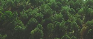 Preview wallpaper trees, top view, foliage