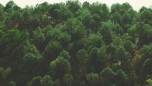 Preview wallpaper trees, top view, foliage