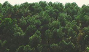 Preview wallpaper trees, top view, foliage