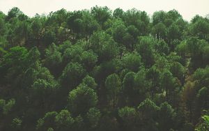 Preview wallpaper trees, top view, foliage