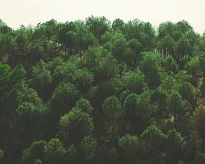 Preview wallpaper trees, top view, foliage