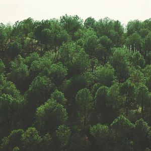 Preview wallpaper trees, top view, foliage