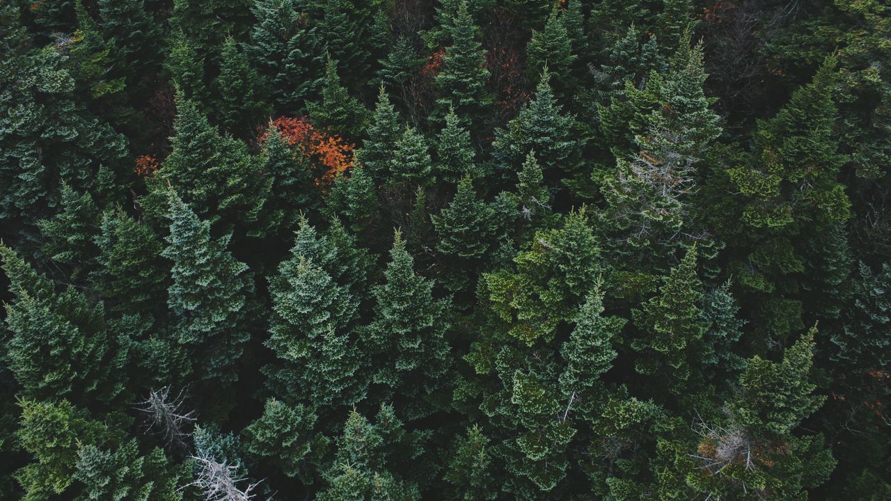 Wallpaper trees, top view, forest