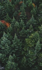 Preview wallpaper trees, top view, forest