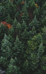 Preview wallpaper trees, top view, forest