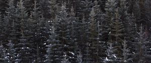 Preview wallpaper trees, top view, forest