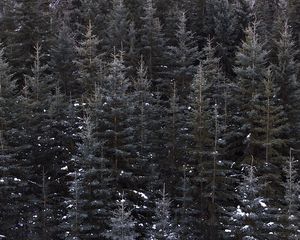 Preview wallpaper trees, top view, forest