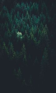 Preview wallpaper trees, top view, forest, dark