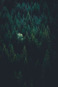 Preview wallpaper trees, top view, forest, dark