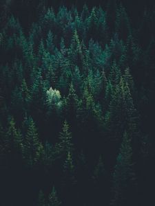 Preview wallpaper trees, top view, forest, dark