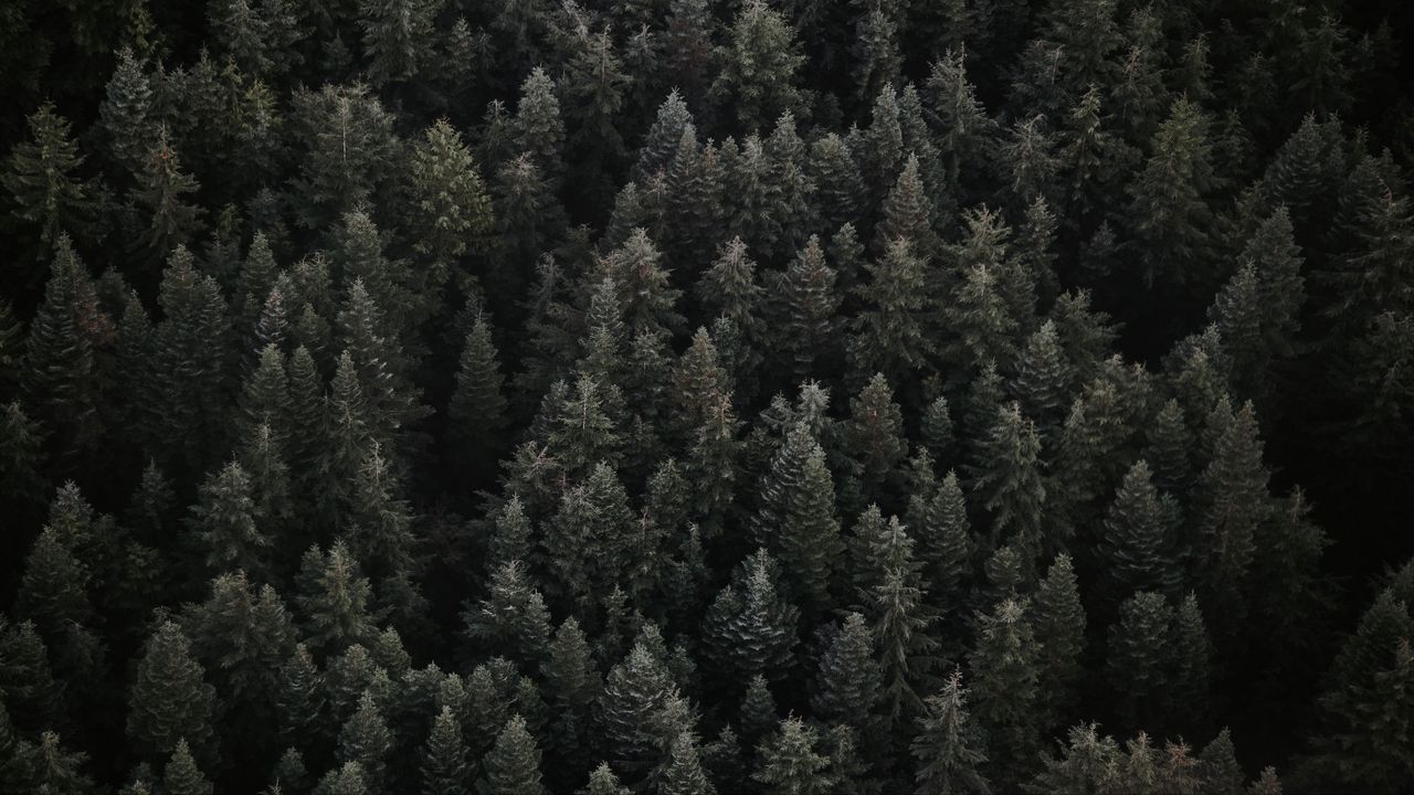 Wallpaper trees, top view, forest