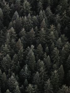 Preview wallpaper trees, top view, forest
