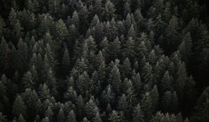 Preview wallpaper trees, top view, forest