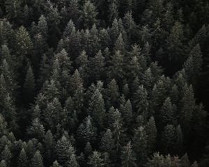 Preview wallpaper trees, top view, forest