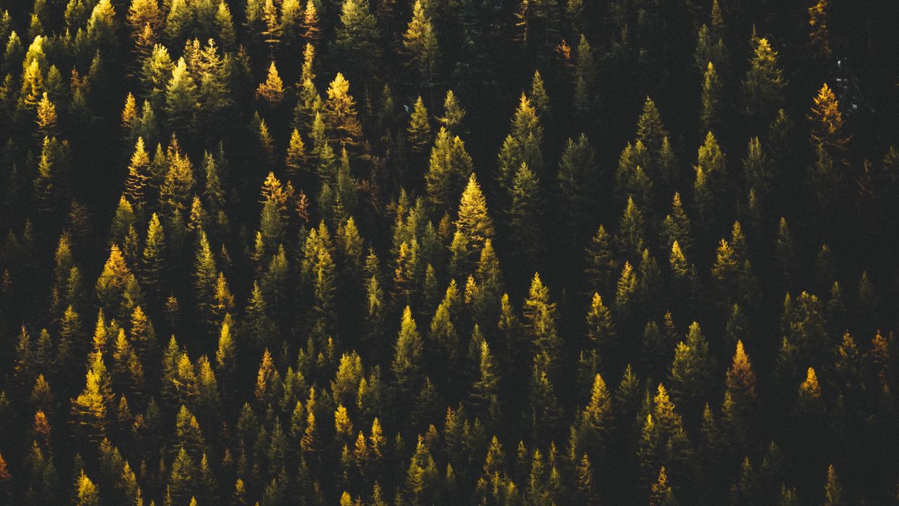 Wallpaper trees, top view, forest hd, picture, image